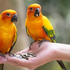 AVIGOLD ADVANCE All-in-One Cage & Aviary Bird Tonic - Image 3