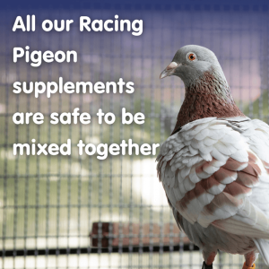 RAPIDE ForteX4 Stamina, Endurance, Recovery and Immunity Supplement for Racing Pigeons - Image 4
