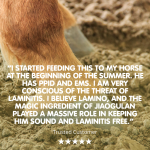 Lamino | For Horses - Image 3