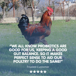 DIGESTIVE STUFF! Probiotic Chicken Recovery Supplement - Image 4